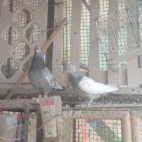 سینه سبز