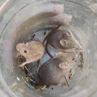 موش خانگی تف د ریو