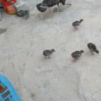 فروش بوقلمون