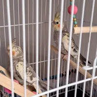 فروش دوتا عروس خانم خاص