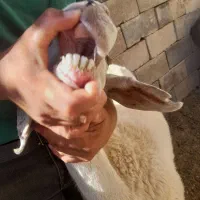 میش جوان داشتی