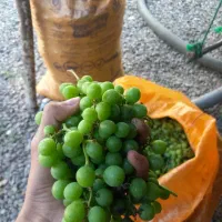 غوره