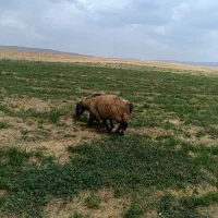 قوچ،کری،ترکی