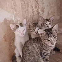 بچه گربه، نیاز به حامی، فوری