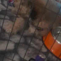 سگ‌تریراصیل خالص