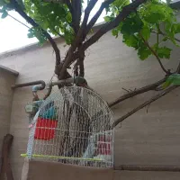 پرنده