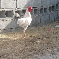خروس|حیوانات مزرعه|شمیل, |دیوار