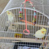 عروس هلندی