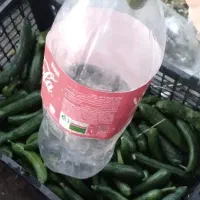 خیارشور ویژه