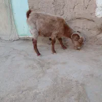 بز ماده جوان