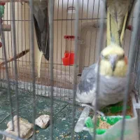 عروس هلندی سالم و سرحال و آواز خوان در باغمیشه