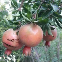 انار|خوردنی و آشامیدنی|دوگنبدان, |دیوار