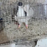 شصتی سیاه انتیک
