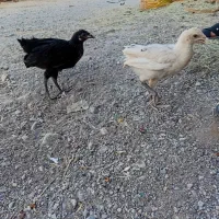 جوجه
