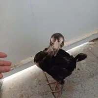 جوجه لاری