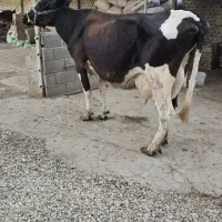 گاو آرام