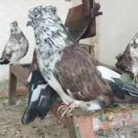 قاره از نژاد سو قدیم سرکله دار قوچی