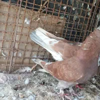 کفتر شمرونی