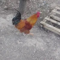 فروش خروس ومرغ تخم گذار