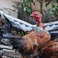 جوجه خروس نژاد دار
