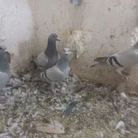 کفتر|پرنده|زرند, |دیوار