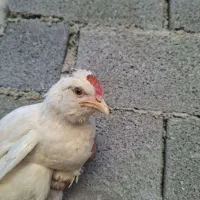 جوجه گلین