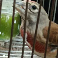 سهره سینه سرخ