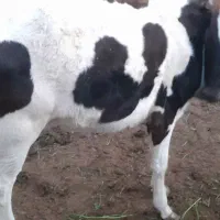 گاوگوستر هلشتاین اصل معاوضه میشود با گسفند میش