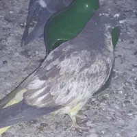 کفتر|پرنده|اصفهان, قلعه طبره|دیوار