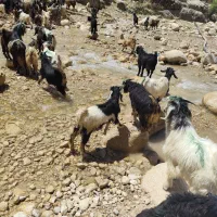 فروش کهره