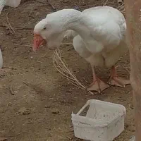 قو غاز خالماگور و لیندا