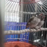۲ عدد جوجه سهر اهوازی در خیابان انوشیروان