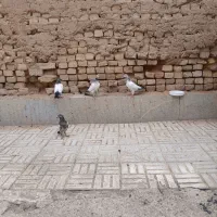 کبوتر
