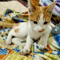 واگذاری بچه گربه خانگی پیداشده