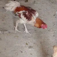 مرغ لاری
