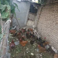 مرغ تخم گذار