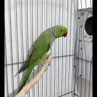 طوطی ملنگو