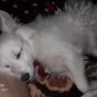 سگ گمشده