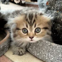 بچه گربه پرشین اسکاتیچ
