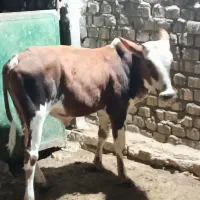 گوساله نر دورگ باب پروار