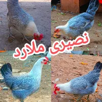 تخم‌مرغ نطفه‌دارگلین‌لری|حیوانات مزرعه|کرج, ملارد|دیوار