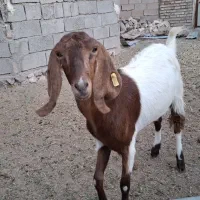 ۳راس بز دو رگ پاکستانی