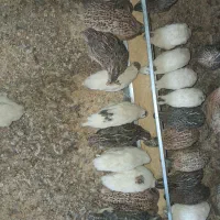 حراج  بلدرچین