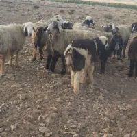 میش داشتی