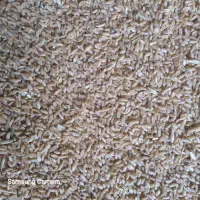 فروش گندم جهت مصرف دام