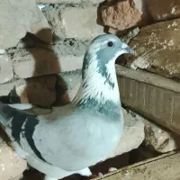 فروشی4عدد‌قارقا‌یکجا