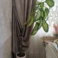 گل دیفن باخیا