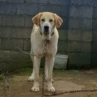 سگ آلابای سنگین وزن،جهت کشش