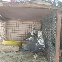 نروماده سینه سفید درجه یک به شرط تخم وجوجه