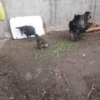 فروش تخم بقلمون نطفه دار